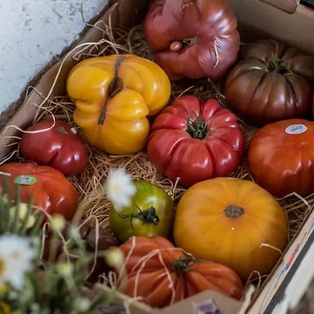 Villa Villa  Occimara  Corse *