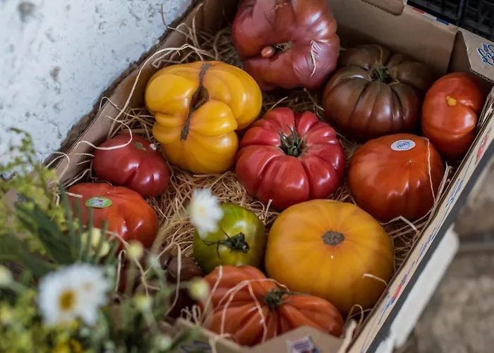 Villa Villa  Occimara  Corse *